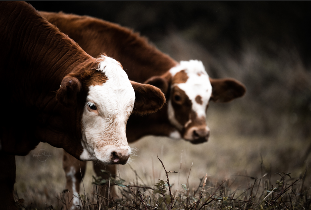 Zwei Kälber auf einer Wiese schauen in die gleiche Richtung