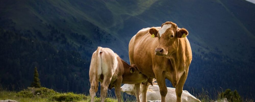 cow-4352623_1280-1024x682